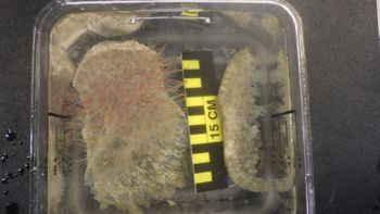 Media type: image;   Invertebrate Zoology 153512 Description: live specimen;